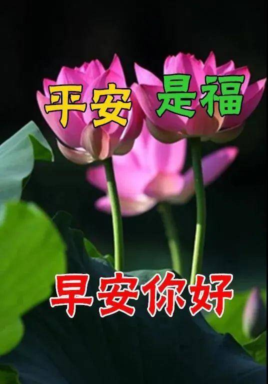 非常好看的美丽的鲜花早安问候图片清晨早上好问候祝福图片 生活 舍小得 东西