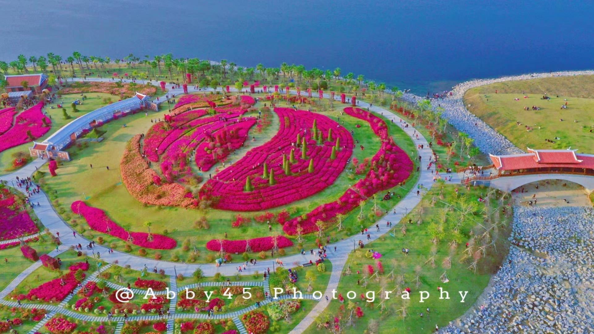 马銮湾|厦门春游又添好去处，有28个足球场大的免费公园，三角梅花开成海