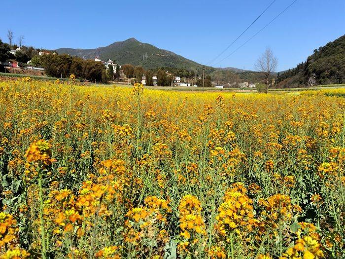 带您走进昆明安宁甸中村彩色油菜花田