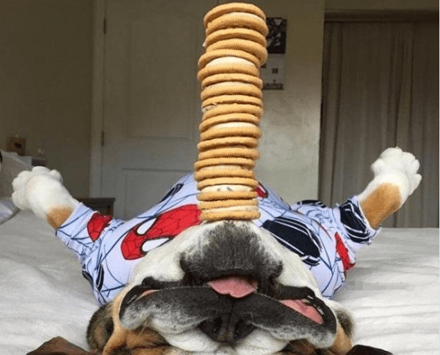 原创斗牛犬喜欢仰头睡觉主人就进行了恶作剧在斗牛犬嘴上叠罗汉