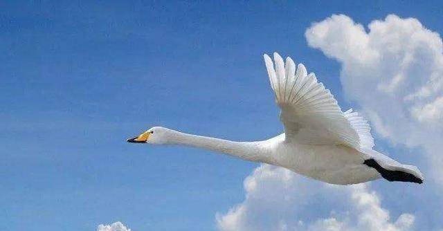 鸿鹄高飞(白天鹅)戚姬和刘如意的悲剧事已至此,刘邦也无可奈何,只能想