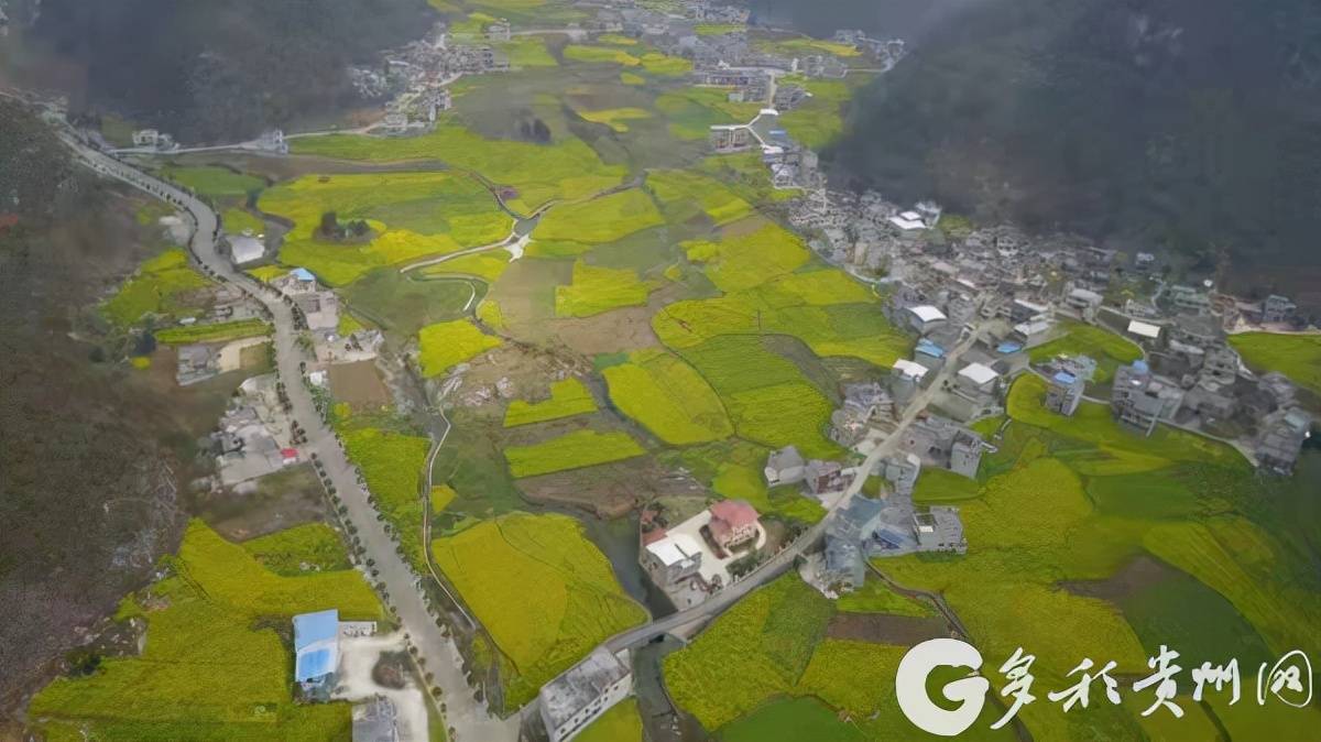 紫云县:"花海经济"美了田园富了农民_花中_猫营镇_阳春