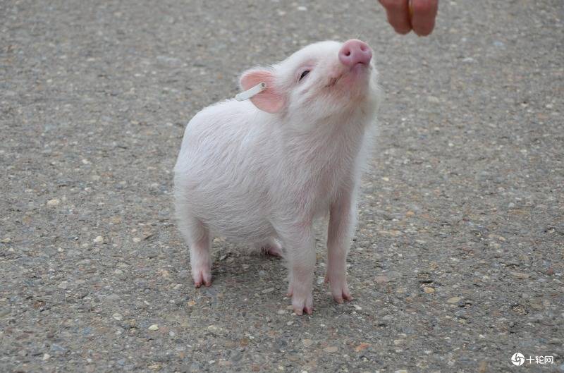 小猪你在说什么科学家ai联手分析猪叫声