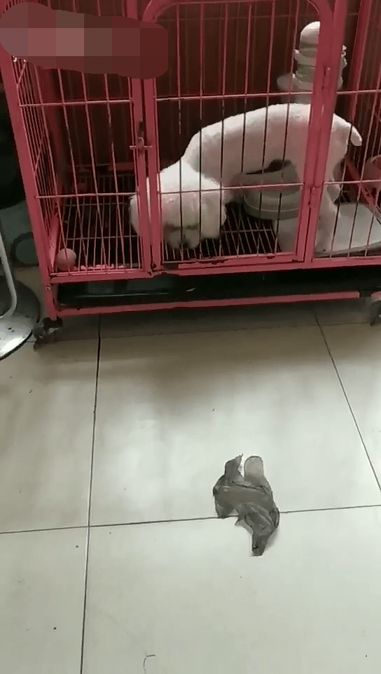 原创享有赫赫威名的泰迪竟被飘动的破袋吓尿宠主羞得想钻地缝