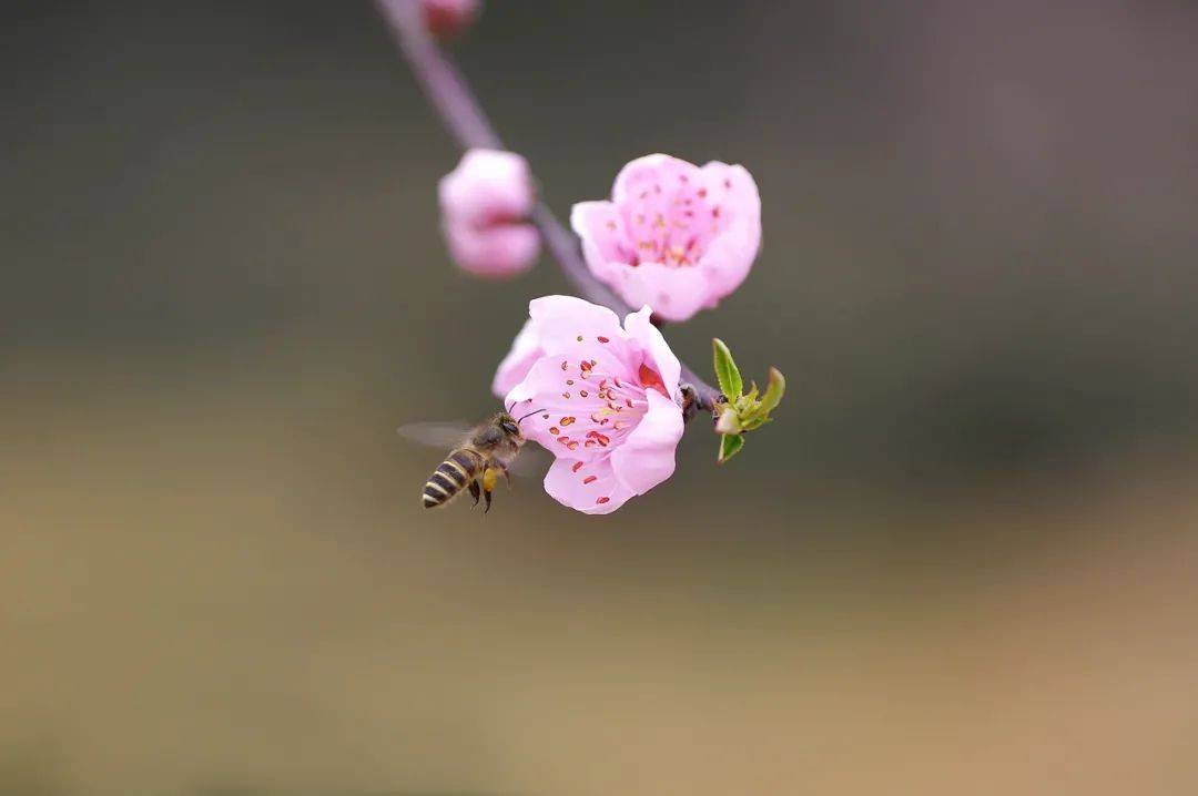 春生夏长秋收冬藏 中国人的四季 野菜 蒲公英 马齿苋