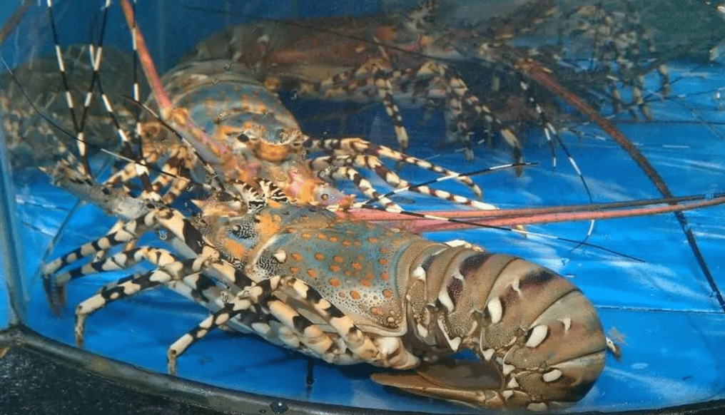 西沙群岛海底的龙虾图片