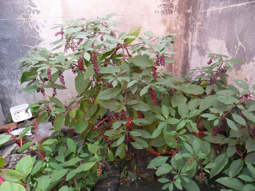 农村这种野草,根似人参,价值很高,煮水消肿除脚气,但全株有毒_商陆