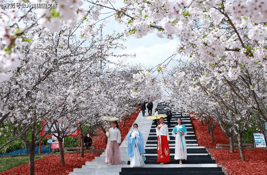 三月樱花季 3818 4w播放量成都漫花庄园如何点 花 成金 花之 的花海 玫瑰