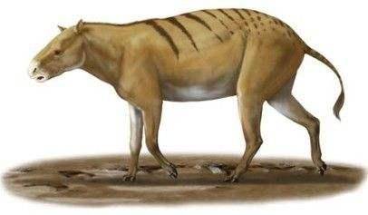 渐新马,又名中马,高约40厘米.