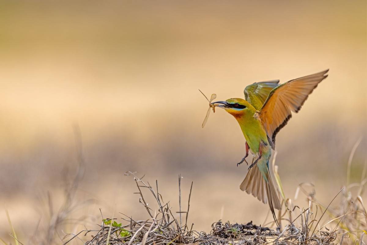 以热爱为名发现自然之美 那些野性瞬间背后的故事