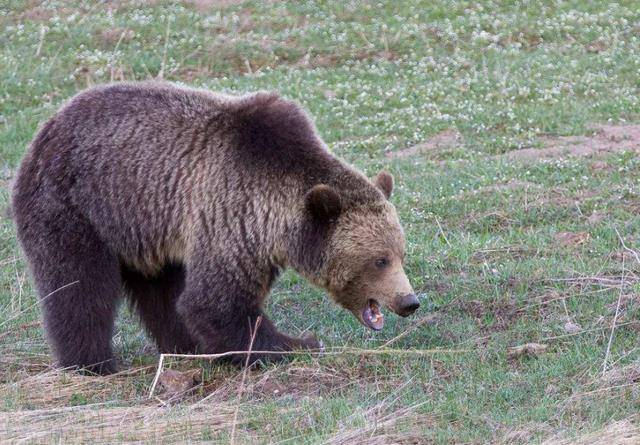 护熊13年却被活活啃食,死前录屏至今禁播_提摩西·_灰熊_德威尔
