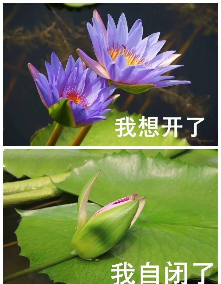 白天虞书欣买35万名表眼都不眨，保养只靠医美？年轻缺少岁月的毒打