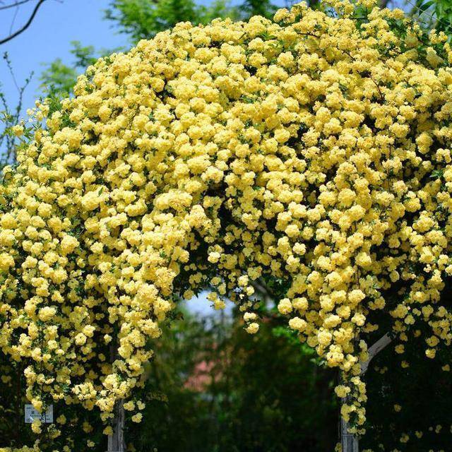 原創一株木香花爬成一面牆開成花瀑布流淌著到處都是花海