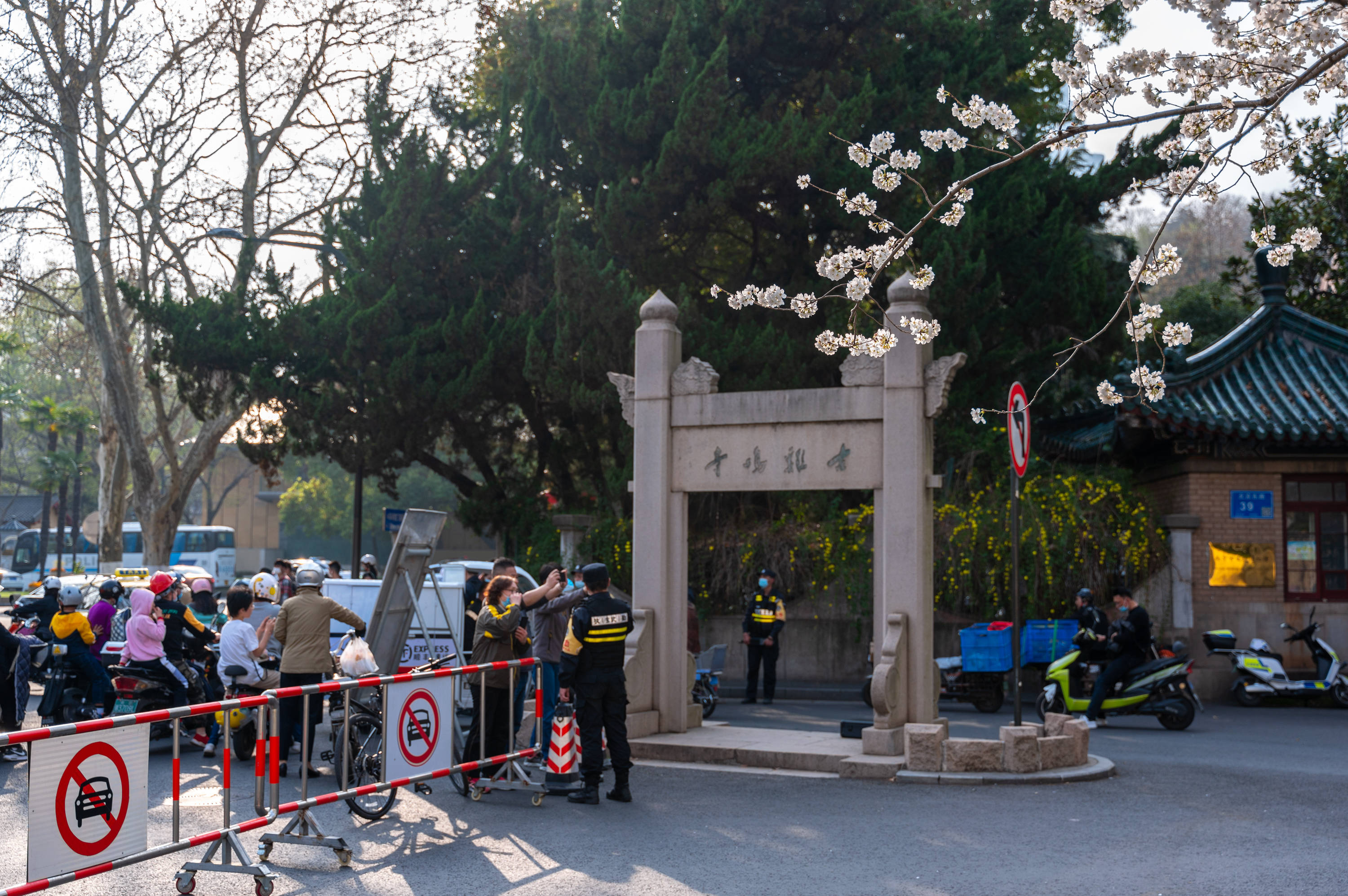 游客|南京最美樱花大道，鸡鸣寺樱花已进入盛放期，但不建议去赏樱