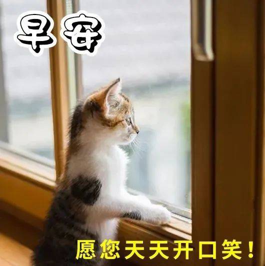 古德猫宁早上好图片