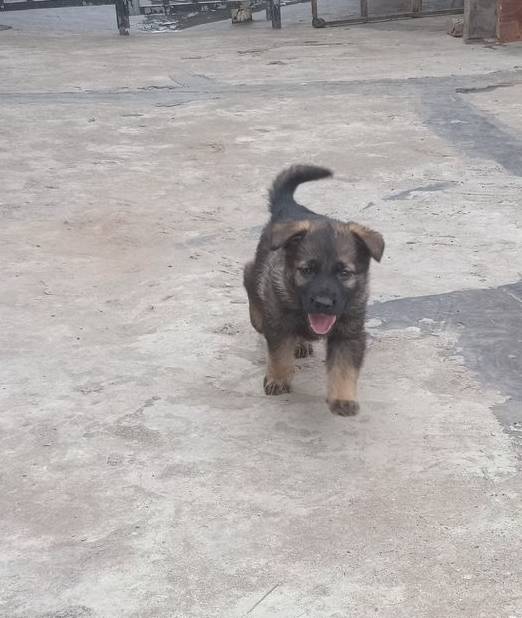 哈巴狗|流浪狗目不转睛盯着女孩手里的零食,接着狗狗的表现让她哭笑不得