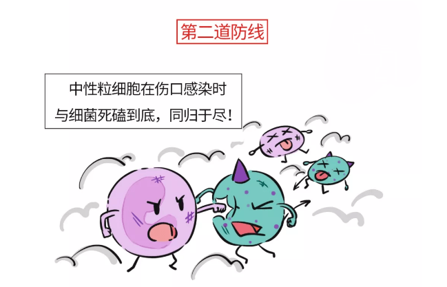 免疫系统里的免疫细胞和免疫器官,01,免疫的"三道防线"生活中各种各样