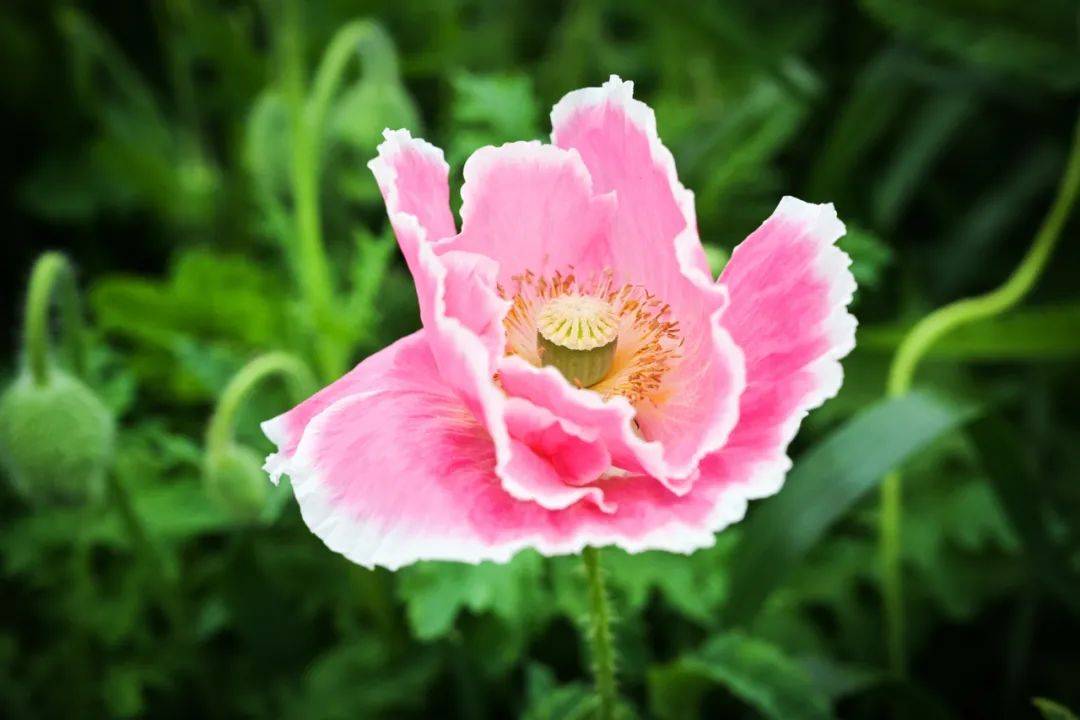 湖北金卉庄园樱花粉嫩枝头春风吹面温柔郁金香美不胜收