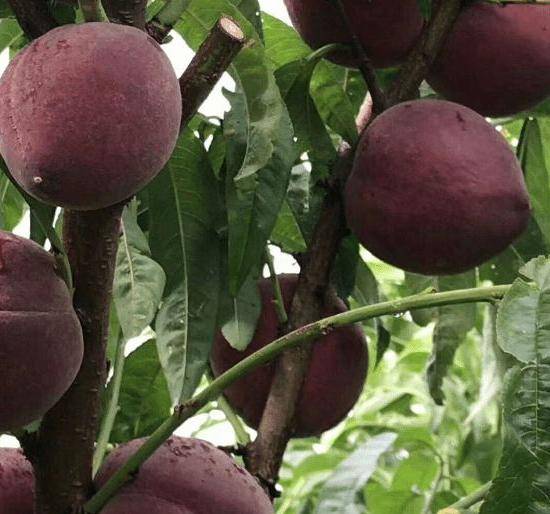 现在可种什么果树 bb04ef00046d446aa119c221832ffd3f.jpeg