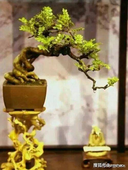 盆景四大家之金雀盆景的鉴赏与制作养护