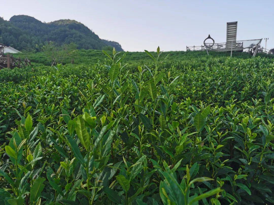 写给您——江山绿牡丹茶_苏东坡_茶叶_名茶