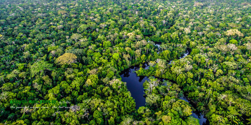 原创亚马逊雨林正退化为草原地球之肺排碳超过吸碳人类时间不多了