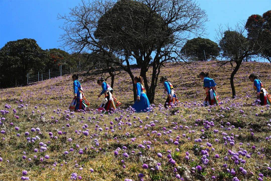 高山|腾冲勐蚌：美醉了！2000多亩报春花和杜鹃花同框绽放