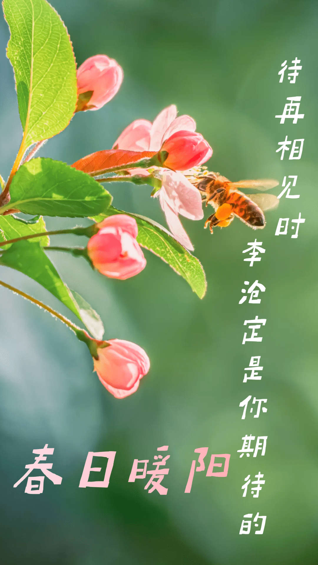 待再相见时李沧的春日暖阳定是您期待的美好模样