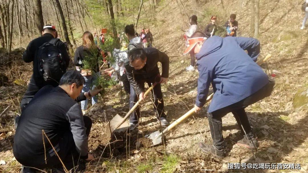 朱雀|西安一景区可免费认领红豆杉“云种植”