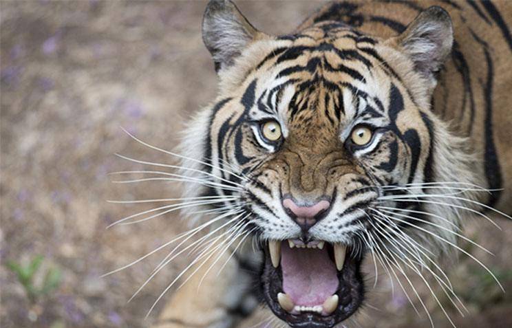 最凶猛猫科动物排行榜 花豹连前10都进不去 猎物 体重 美洲豹