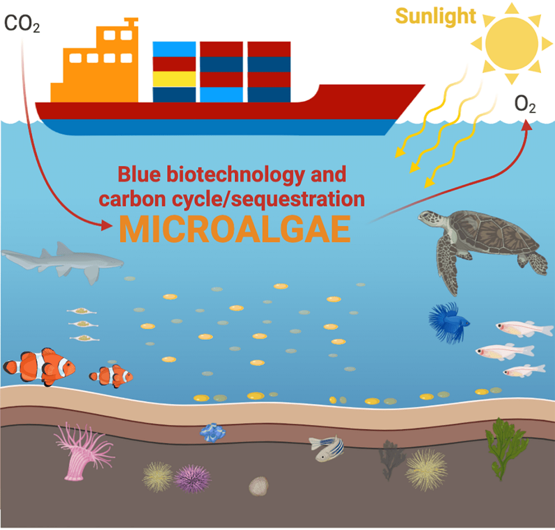 jmse浙江大学傅维琦研究员主持特刊微藻工程发展与海洋碳循环研究进展