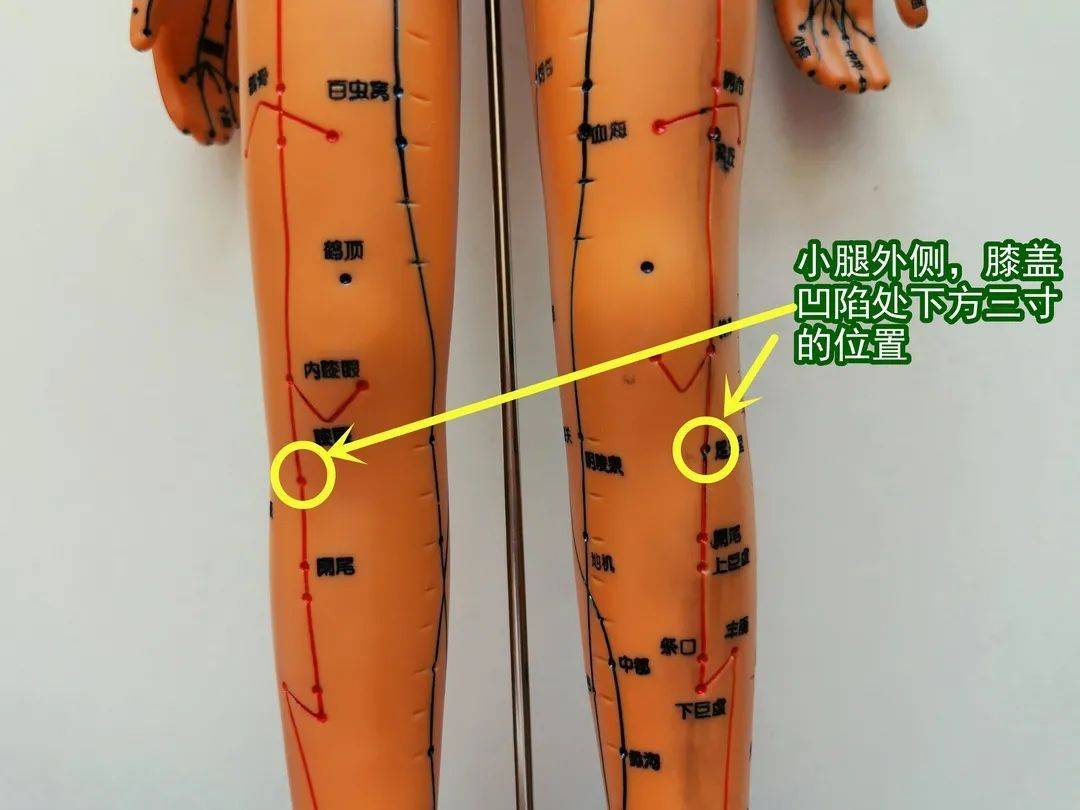 足三里怎样定位准确_足三里定位的简易方法_足三里的定位方法