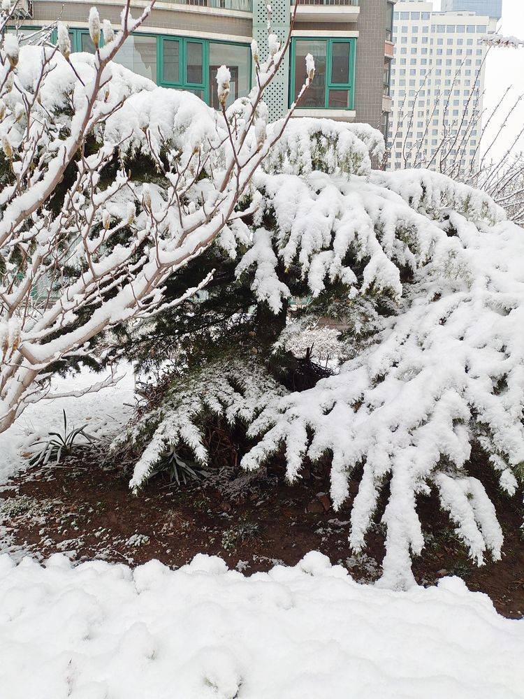 下集|一场雪，让这里的春天真美