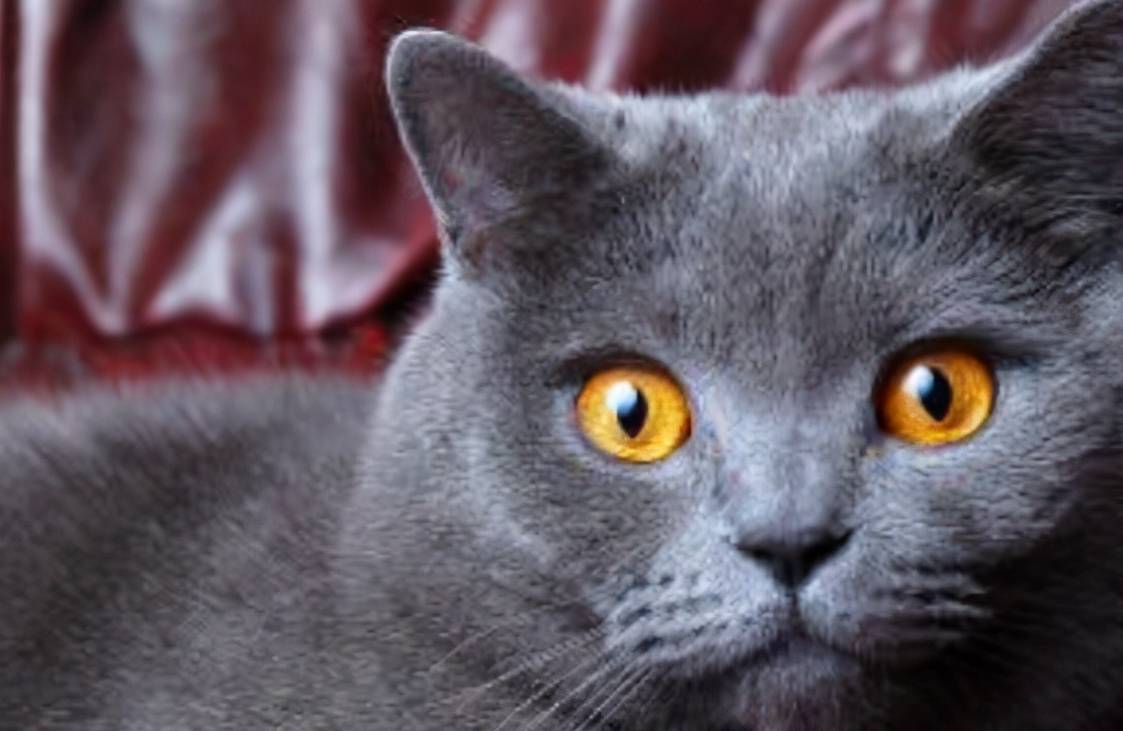 猫咪颜值最高的几种猫咪，是你家的猫吗？