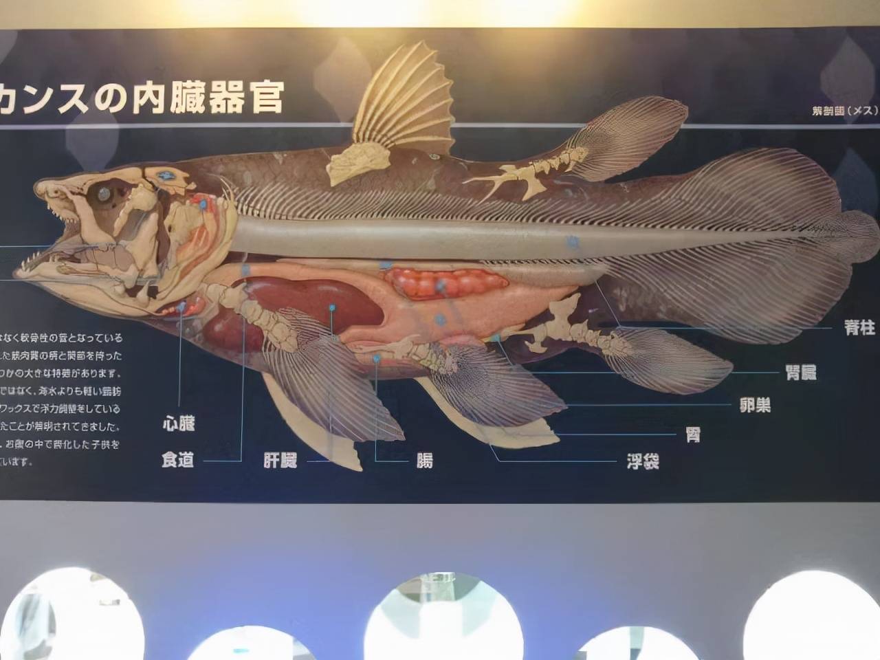 更说:"千寻爸爸吃的q弹食物,其实是腔棘鱼的胃袋,在分镜稿里有明确