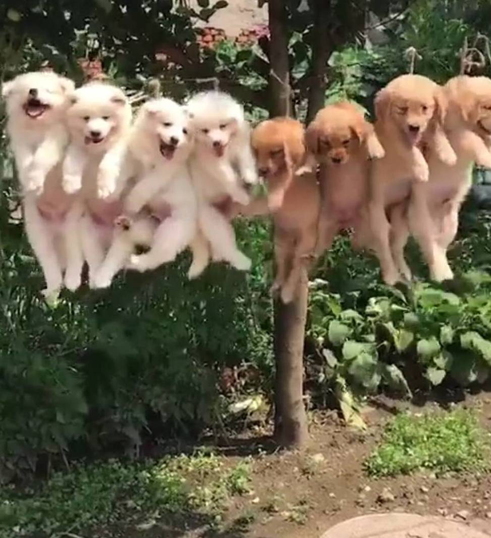一群金毛和萨摩耶小奶狗被主人挂在晾衣架上狗子模样萌炸了