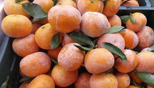 树上长成"坏果",却一斤卖8元,皮薄多汁,3月正当季_柑橘_水果_茂谷