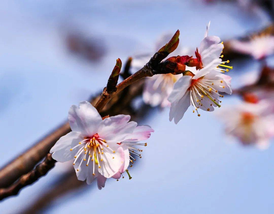 花瓣|2022年春天，邂逅大悟野樱花无可比拟的绚烂