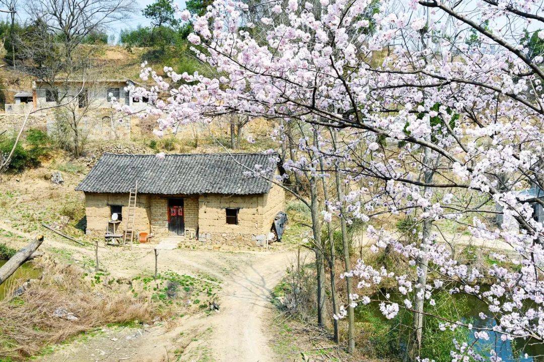 大悟野樱花图片