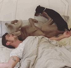 小狗别什么东西都往狗盆里放，会被嫌弃的