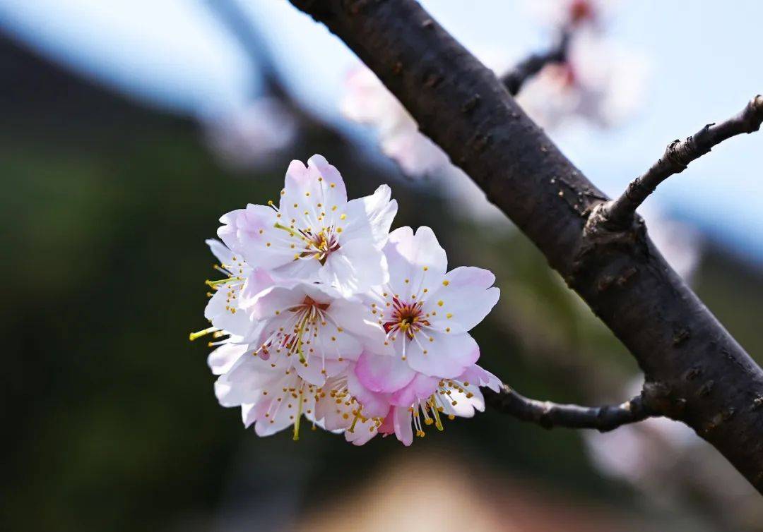 花瓣|2022年春天，邂逅大悟野樱花无可比拟的绚烂