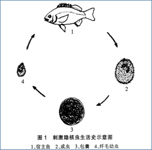 海水小瓜虫生活史:刺激隐核虫病,由于和寄生淡水鱼类的多子小瓜虫很