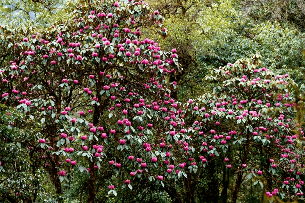 花海|在腾冲，有一种红，叫杜鹃花开映山红