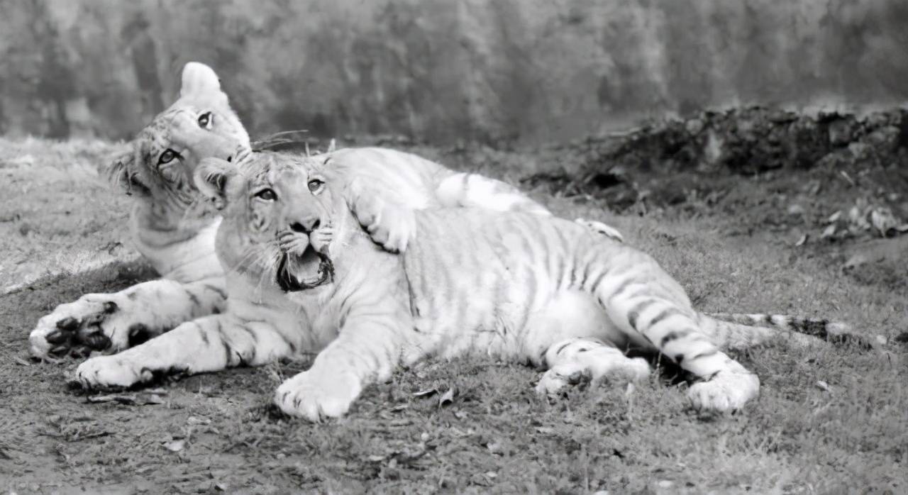 无论是狮虎兽还是虎狮兽,豹狮兽等杂交动物,基本都没有生殖能力,这就