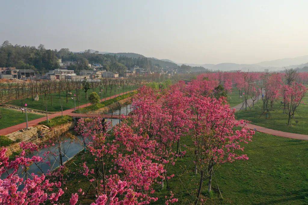 嫣红|腾冲花季丨海棠依旧、樱花烂漫