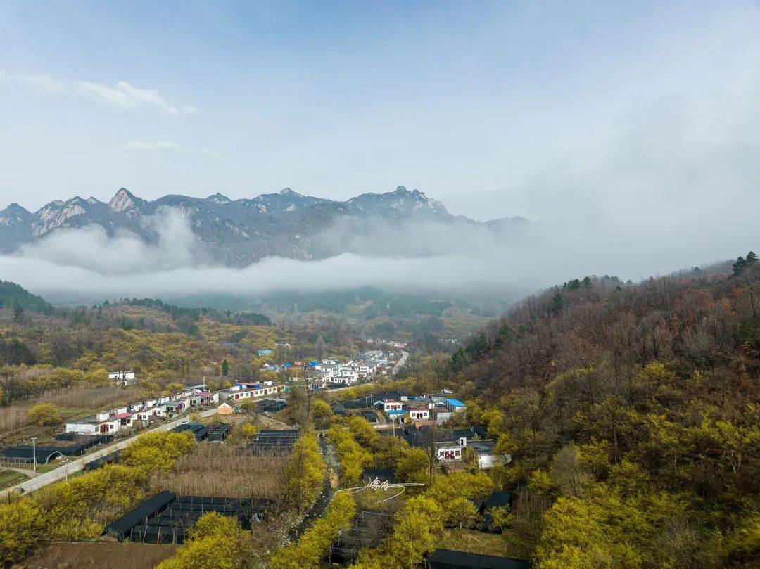 嵩县白河藏着一片金色花海,如今正是最佳观赏期!_山茱萸_伏牛_洛阳