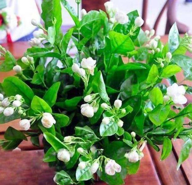 春天养茉莉花 5个动作 催一催 多季节有花赏 香飘满屋 植株 修剪 开花