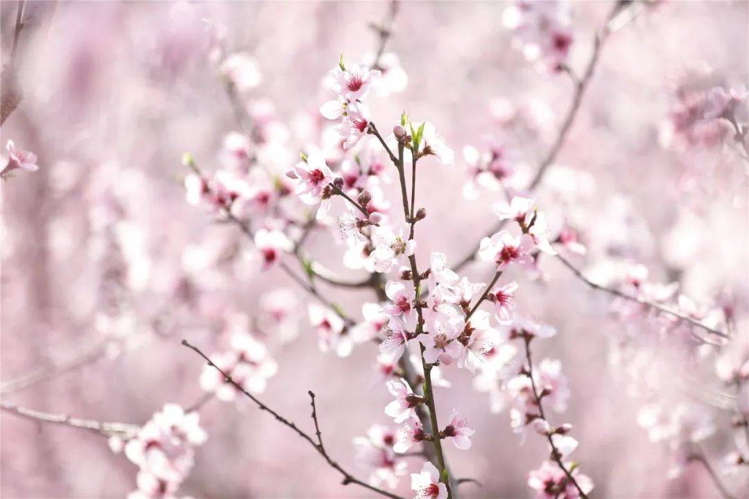 三生三世|腾冲花季丨十里桃花