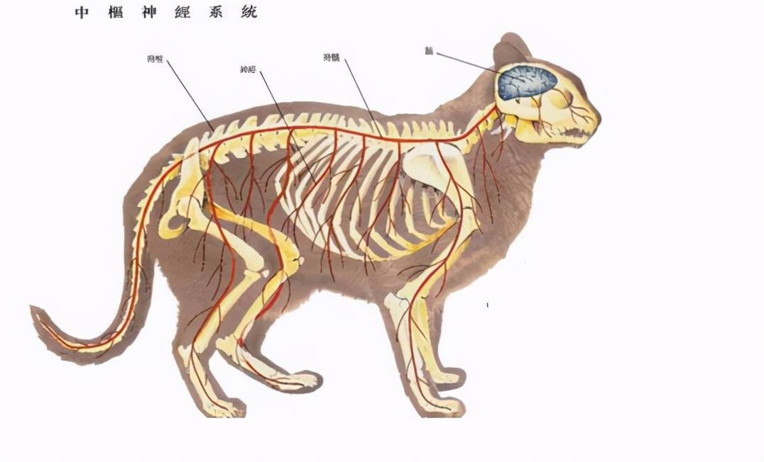 猫的骨骼结构图清晰图图片