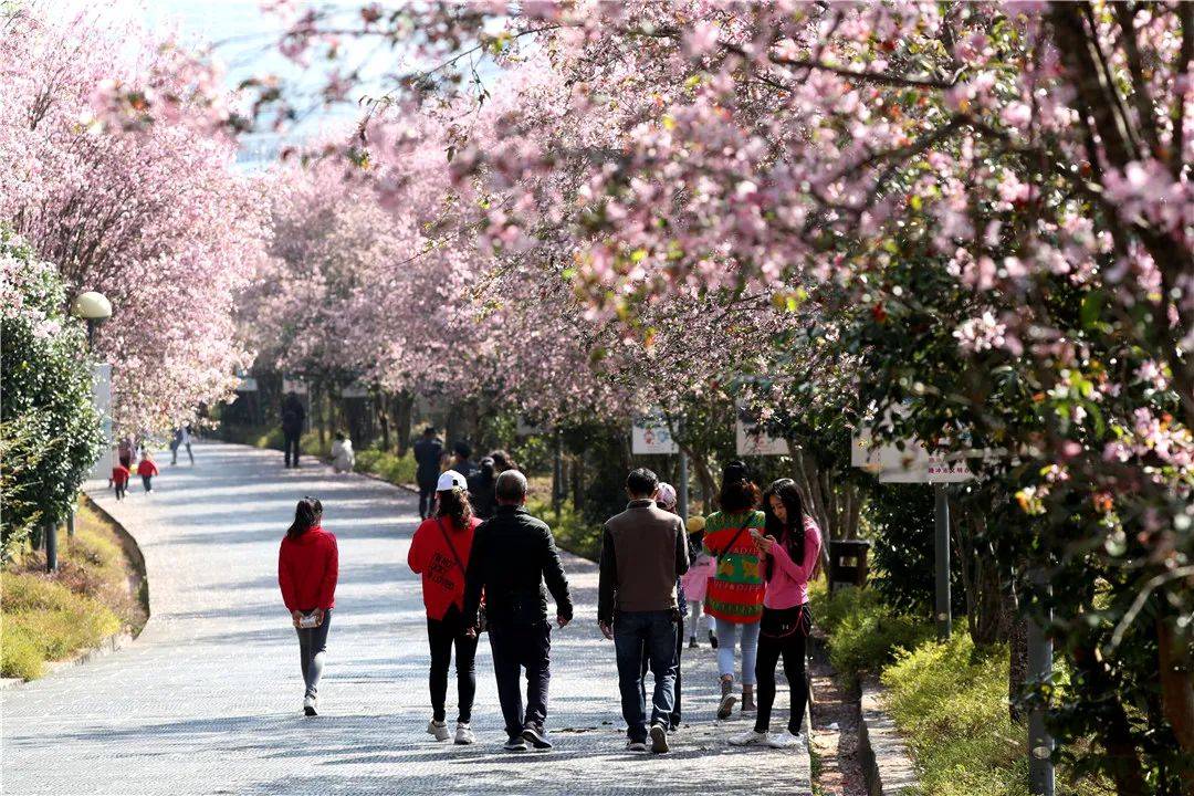 嫣红|腾冲花季丨海棠依旧、樱花烂漫